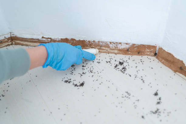 Best Ant Control Services  in Roxborough Park, CO